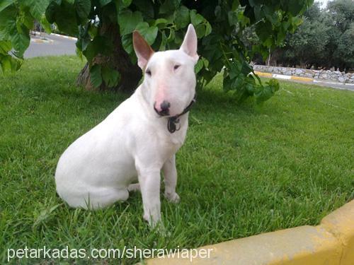 wİaper Erkek Bull Terrier