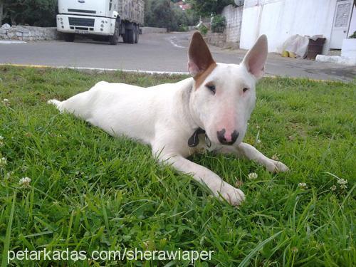 wİaper Erkek Bull Terrier