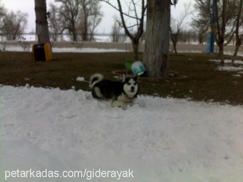 rex Erkek Sibirya Kurdu (Husky)