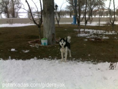 rex Erkek Sibirya Kurdu (Husky)