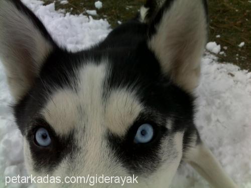 rex Erkek Sibirya Kurdu (Husky)