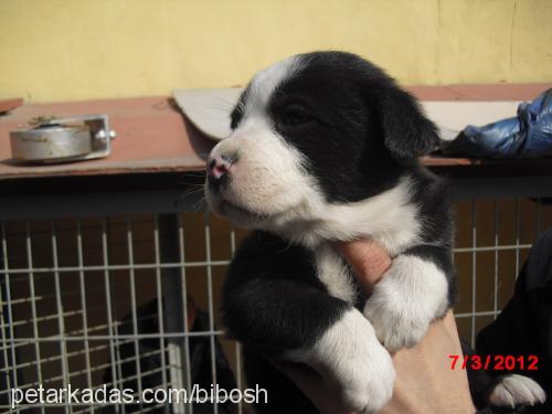 biber Dişi Golden Retriever