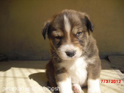 biber Dişi Golden Retriever