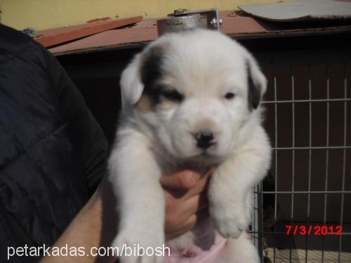 biber Dişi Golden Retriever