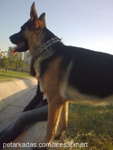 ares Erkek Alman Çoban Köpeği