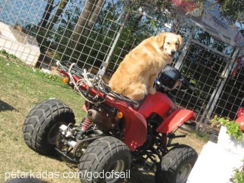 odyyaman Dişi Golden Retriever