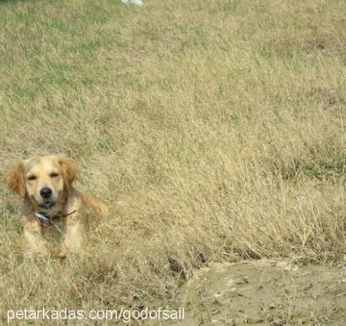 odyyaman Dişi Golden Retriever