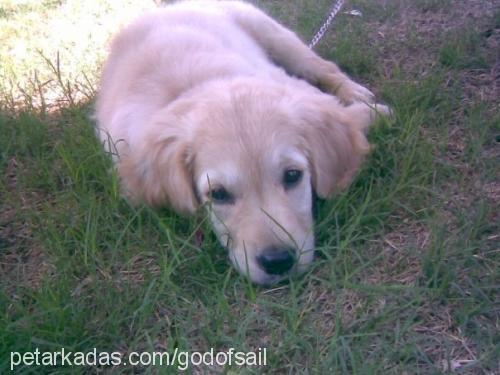 odyyaman Dişi Golden Retriever