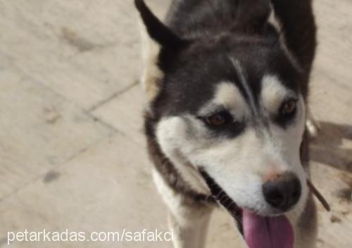 Şila Dişi Sibirya Kurdu (Husky)