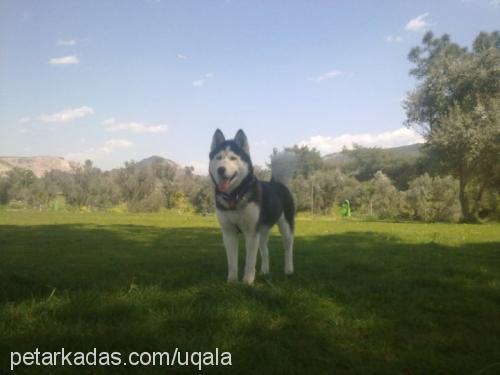 bella Dişi Alaskan Malamute