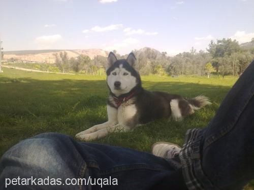 bella Dişi Alaskan Malamute