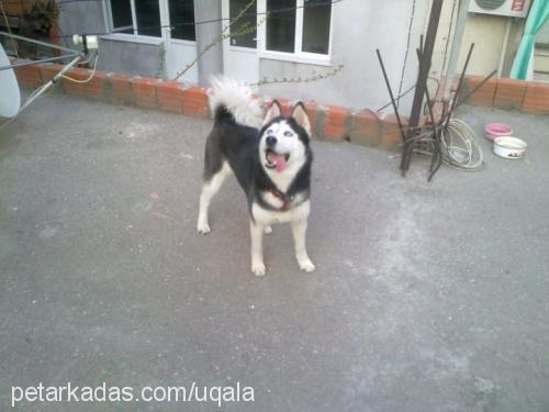 bella Dişi Alaskan Malamute