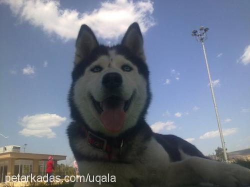 bella Dişi Alaskan Malamute