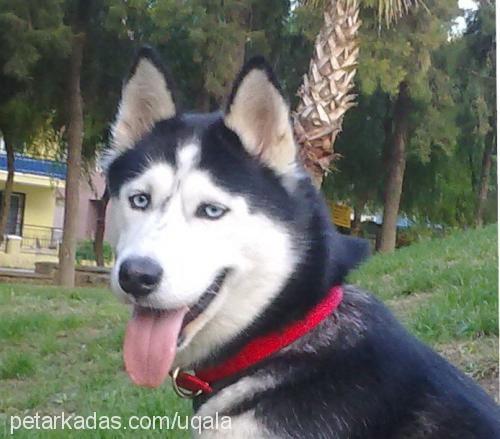 bella Dişi Alaskan Malamute