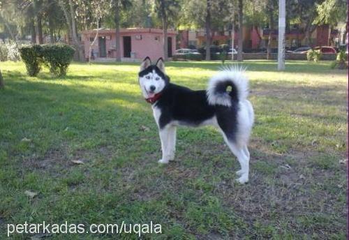 bella Dişi Alaskan Malamute