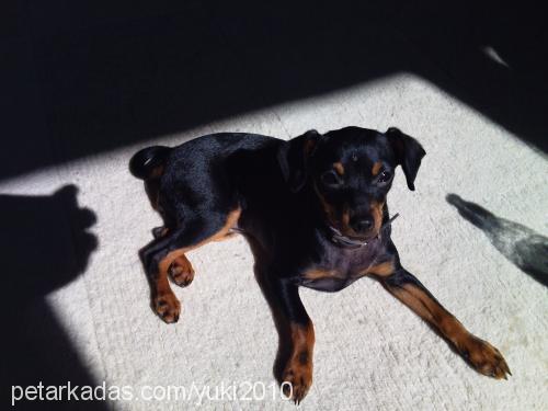 yuki Dişi Minyatür Pinscher