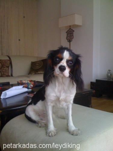 leydi Dişi Cavalier King Charles Spanieli