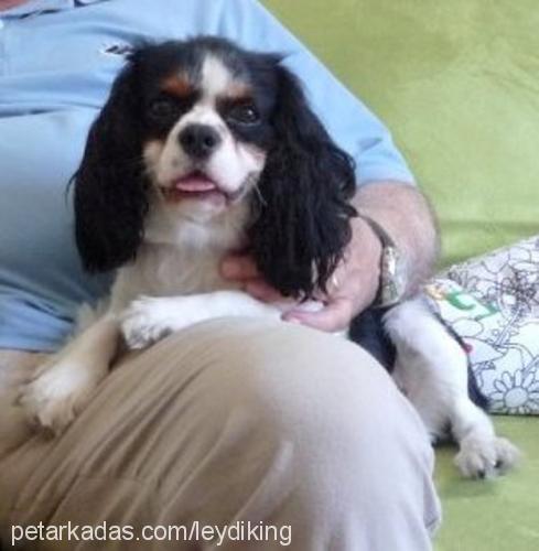 leydi Dişi Cavalier King Charles Spanieli