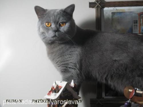 duman Erkek British Shorthair