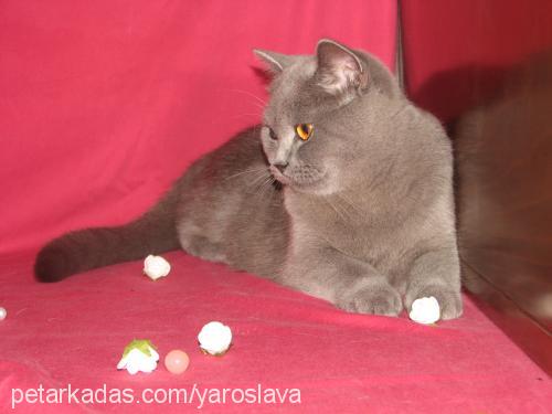 vayda Dişi British Shorthair