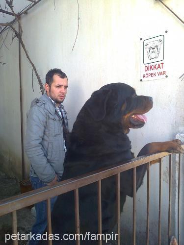 pasha Erkek Rottweiler