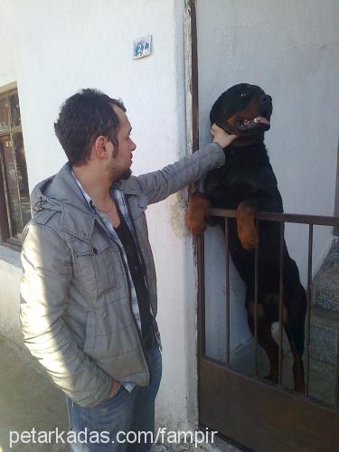 pasha Erkek Rottweiler