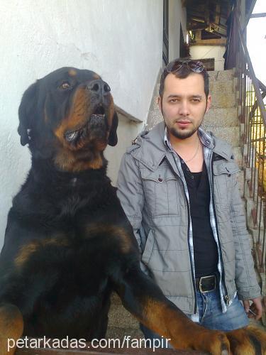 pasha Erkek Rottweiler