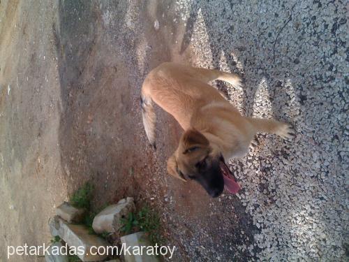 paşa Erkek Belçika Malinois