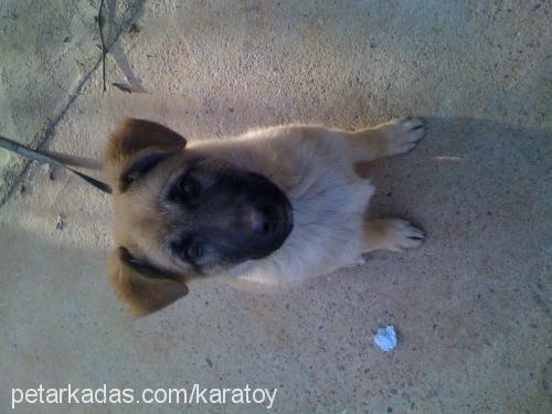 paşa Erkek Belçika Malinois