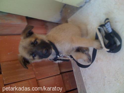 paşa Erkek Belçika Malinois