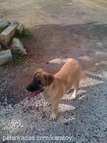 paşa Erkek Belçika Malinois