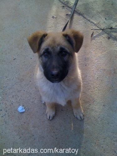 paşa Erkek Belçika Malinois