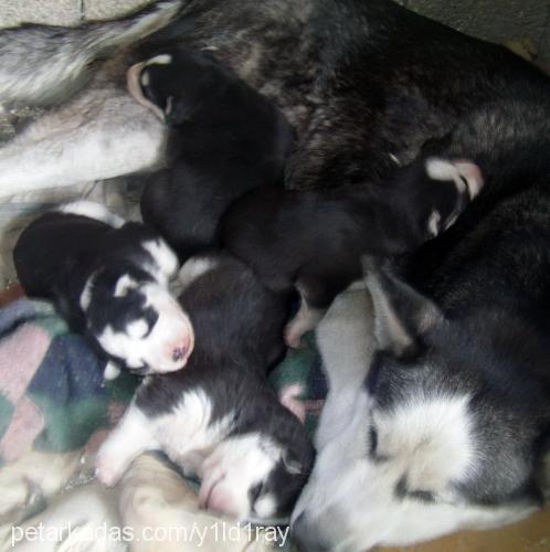 bebeklerimiz Erkek Sibirya Kurdu (Husky)