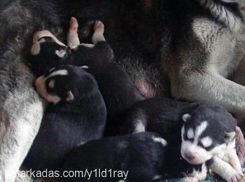 bebeklerimiz Erkek Sibirya Kurdu (Husky)