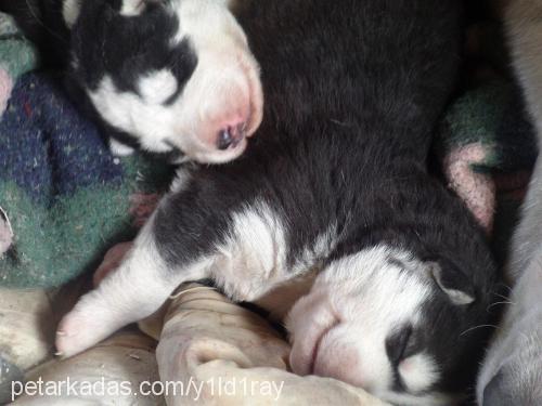 bebeklerimiz Erkek Sibirya Kurdu (Husky)