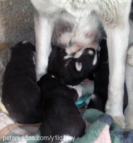 bebeklerimiz Erkek Sibirya Kurdu (Husky)