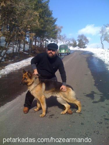 rıfkı Erkek Alman Çoban Köpeği