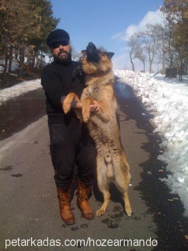 rıfkı Erkek Alman Çoban Köpeği