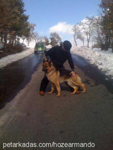 rıfkı Erkek Alman Çoban Köpeği