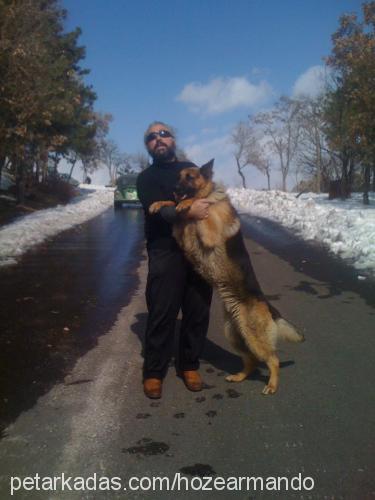 rıfkı Erkek Alman Çoban Köpeği