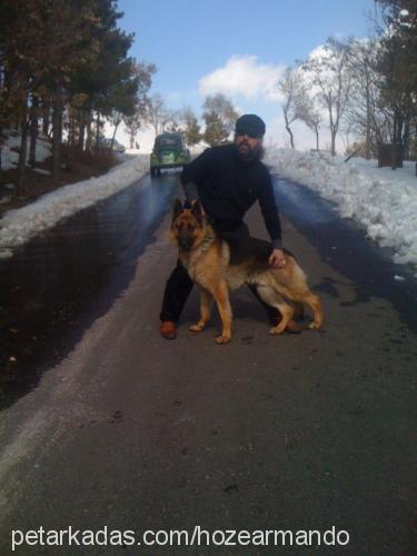 rıfkı Erkek Alman Çoban Köpeği