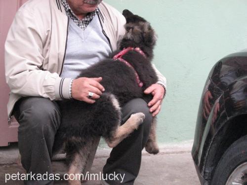 kont Erkek Alman Çoban Köpeği