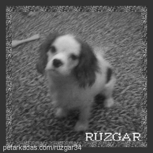 rÜzgar Erkek Cavalier King Charles Spanieli