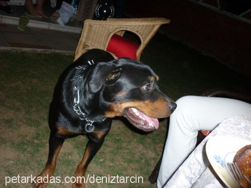 gümüş Erkek Rottweiler