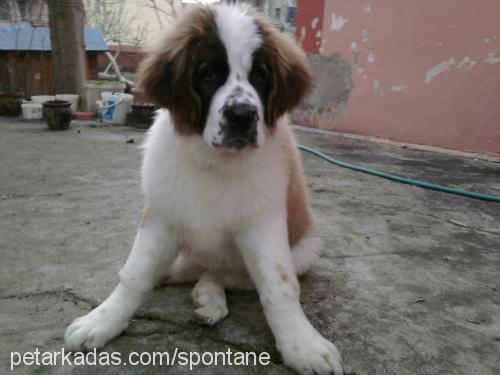 madrid Erkek St. Bernard (Saint Bernard)