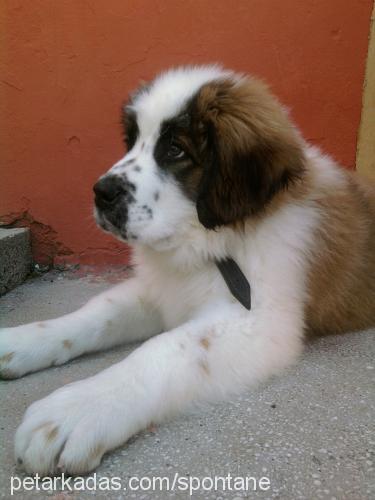 madrid Erkek St. Bernard (Saint Bernard)