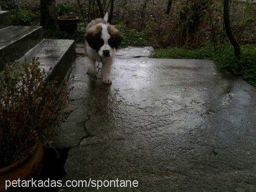 madrid Erkek St. Bernard (Saint Bernard)