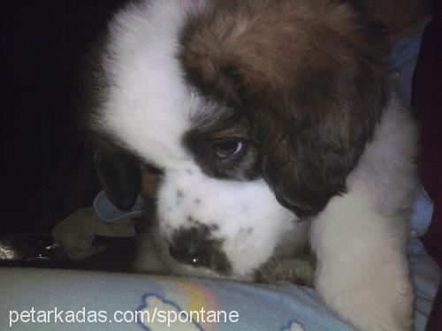 madrid Erkek St. Bernard (Saint Bernard)