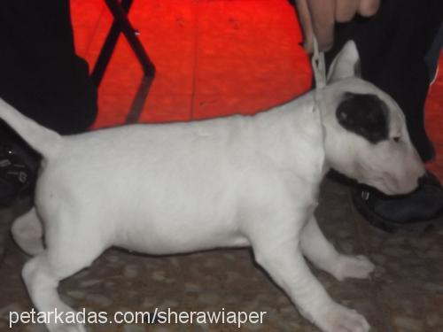 sheravewiaperya Erkek Bull Terrier