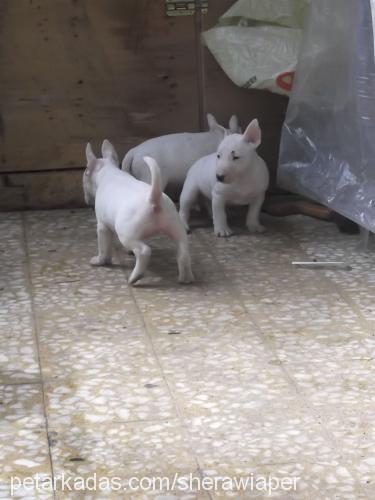 sheravewiaperya Erkek Bull Terrier